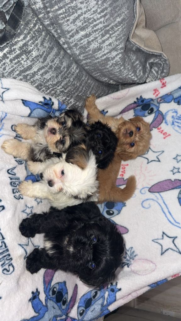 Gorgeous litter of shihtzu pups