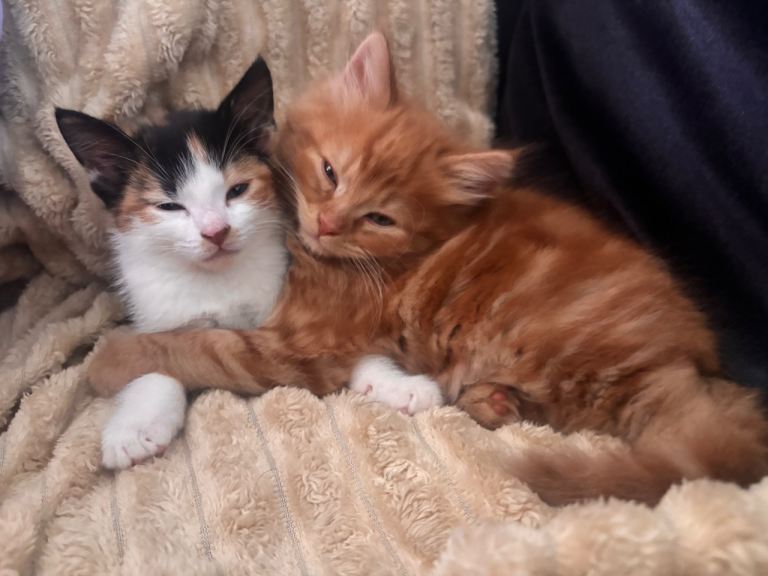 BLACK Kitten for Sale