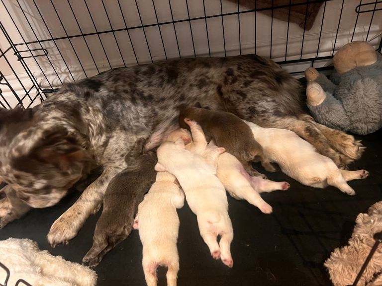  Puppies French Bulldog Fluffy : Blue, Fawn, Platinum 