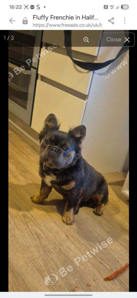 Male fluffy frenchie