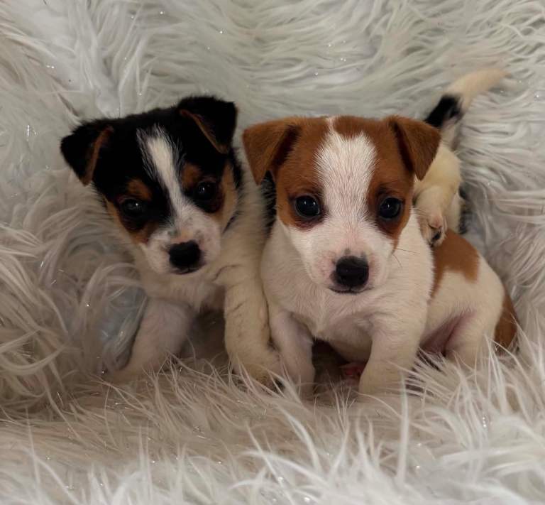  Miniature Jack russells