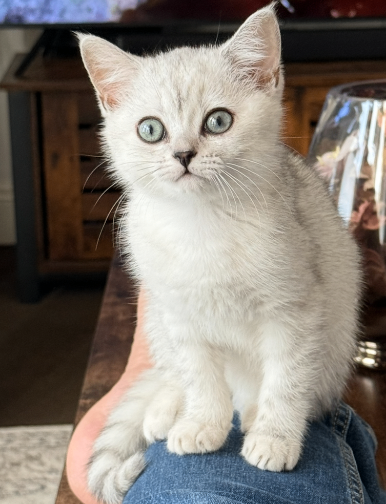 British shorthair kitten