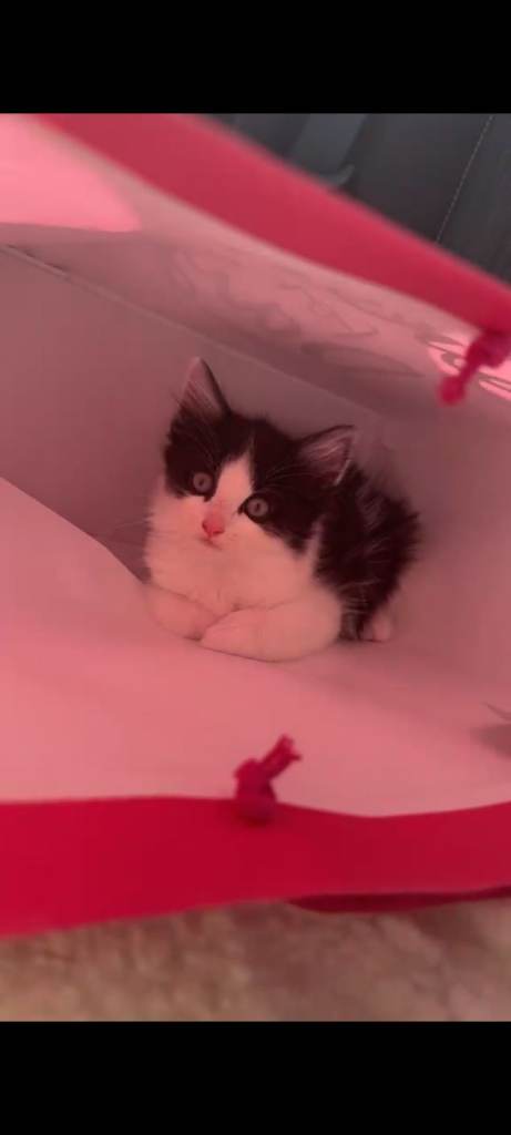 KITTEN