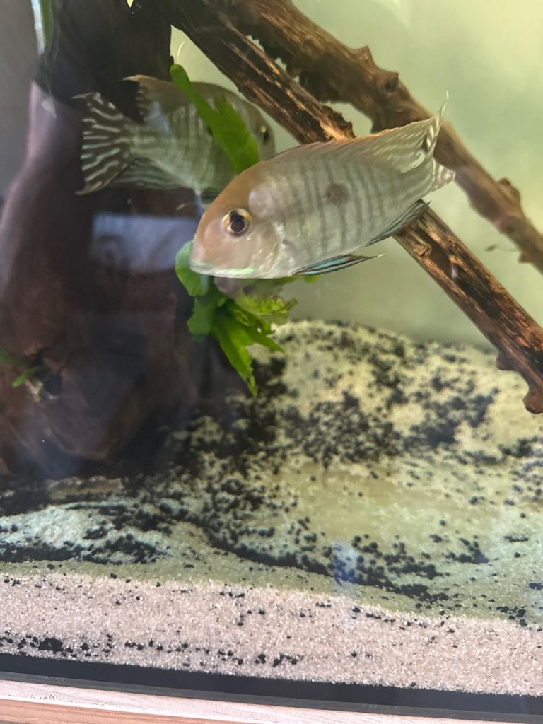 Breeding Geophagus red head tapajos pair 