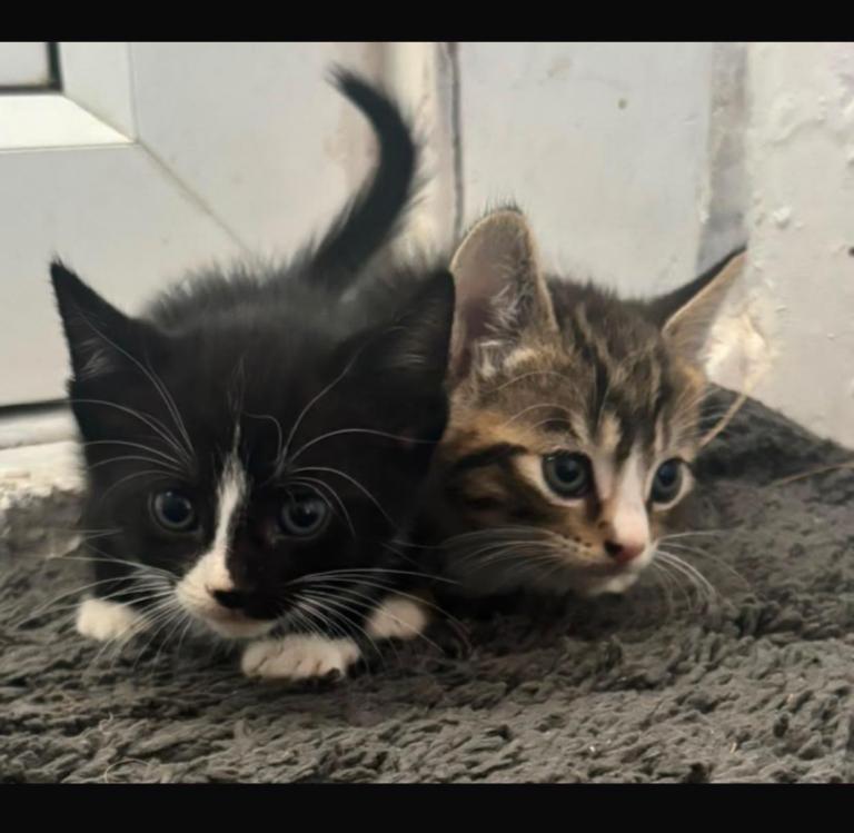 ADORABLE TABBY KITTENS
