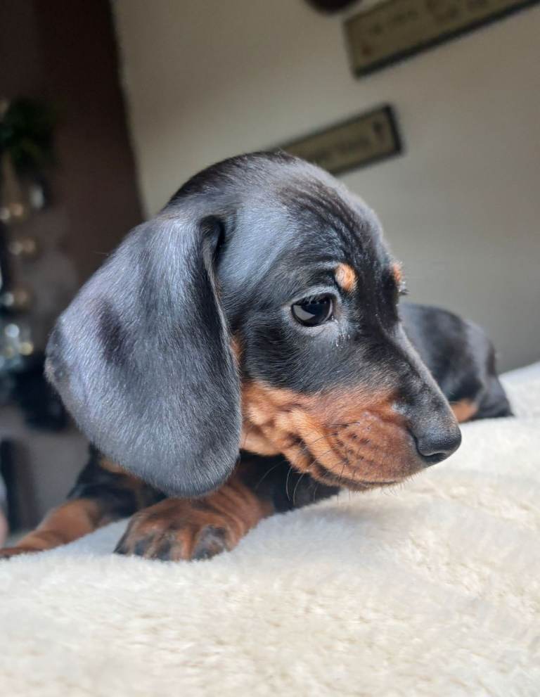 Miniature Dachshund Puppies , KC, Champion Pedigree 🐾