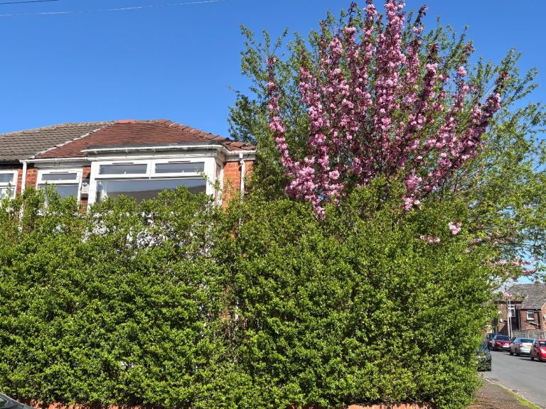 3 bedroom semi detached property to rent