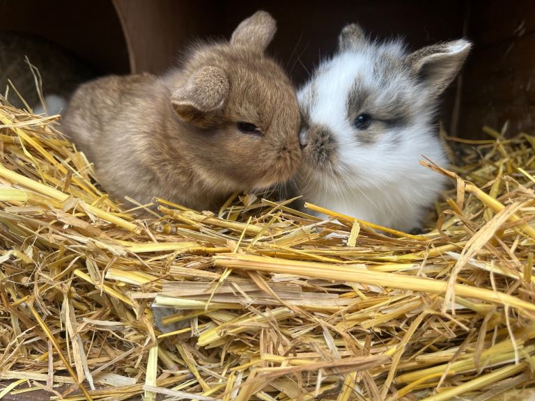 Baby rabbits 