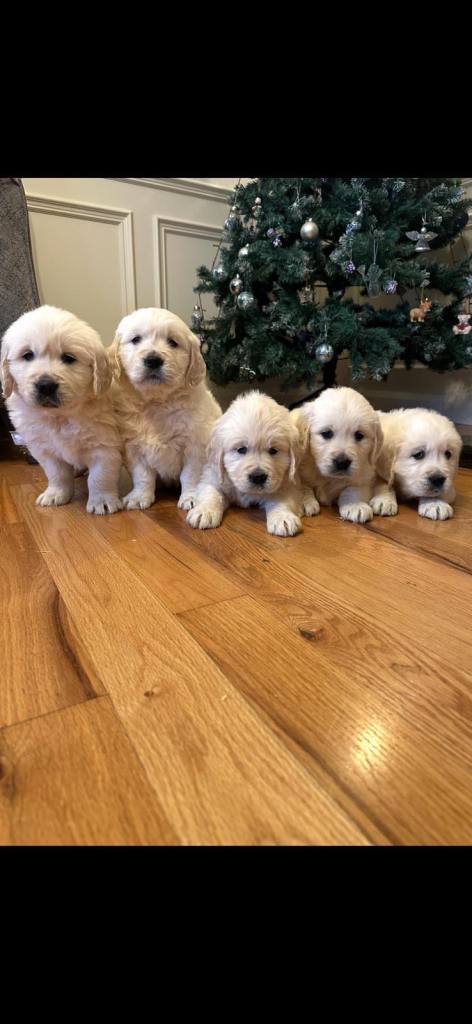 IKC retriever pups 