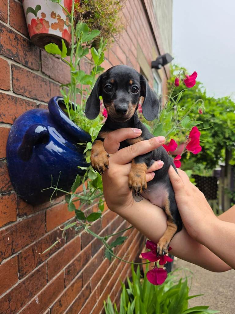 Miniature Beautiful Dachshund 1 LEFT GIRLS 