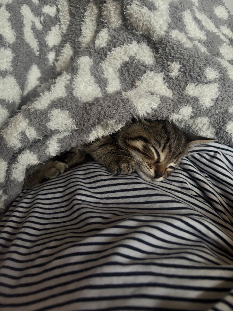 Adorable 9-Week-Old Boy kittens