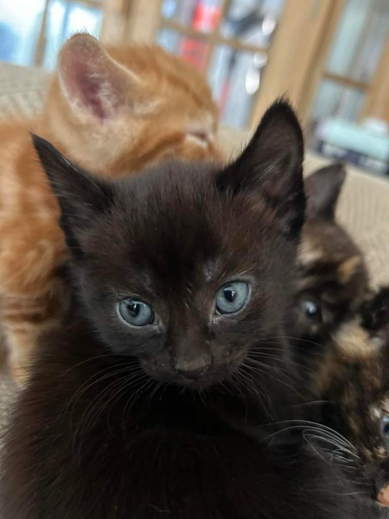 Lovely fluffy kittens