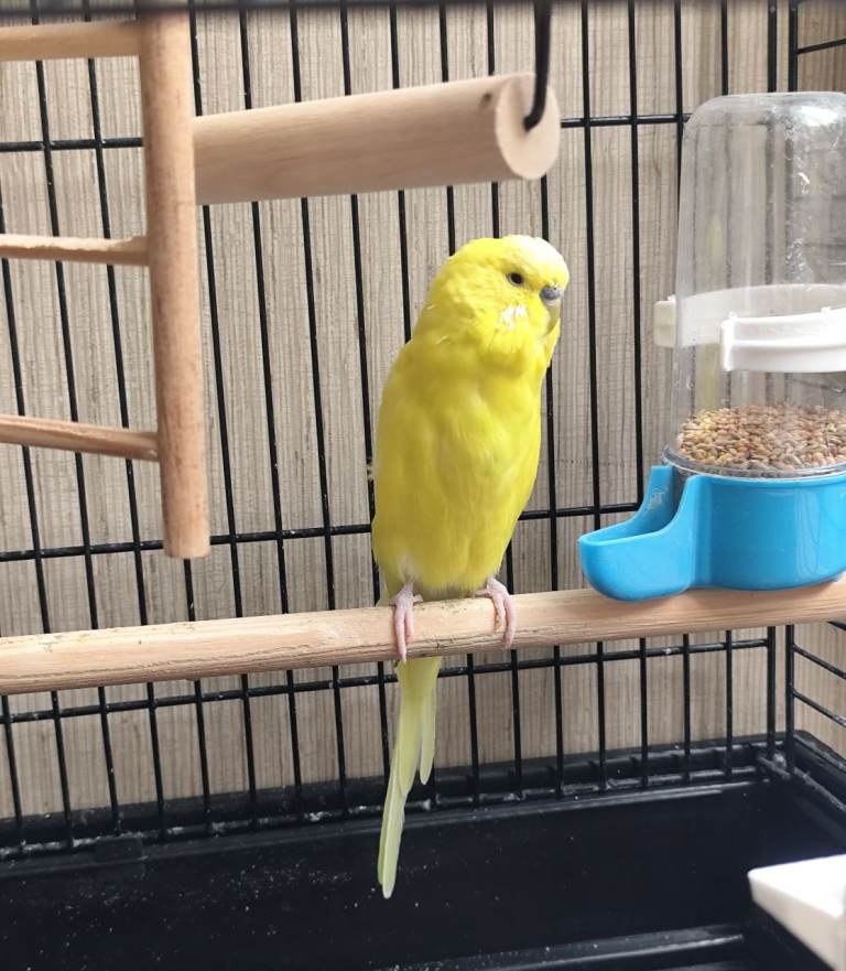 Budgie