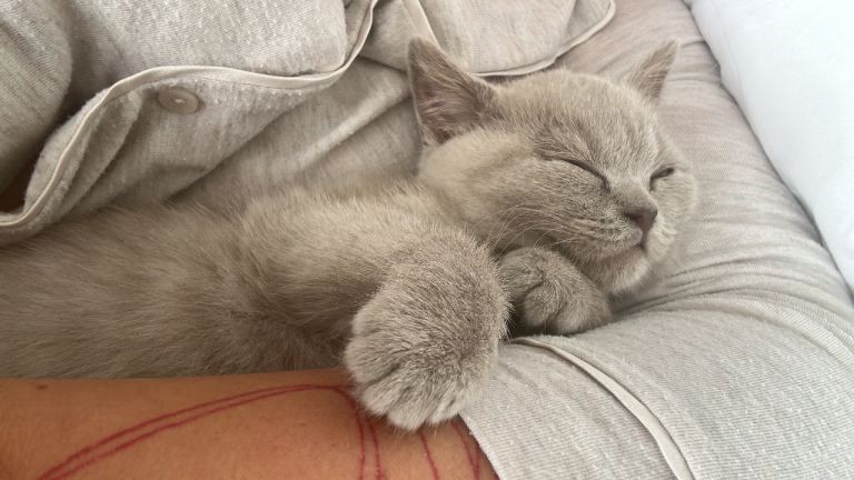 ALL SOLD REAL TEDDY BEARS 🤩 Beautiful 1 x left out of 3 female Lilac British Shorthairs 