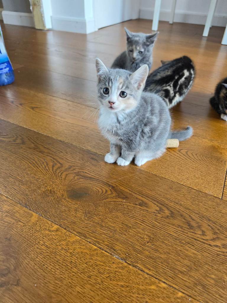 Kittens ready for new home