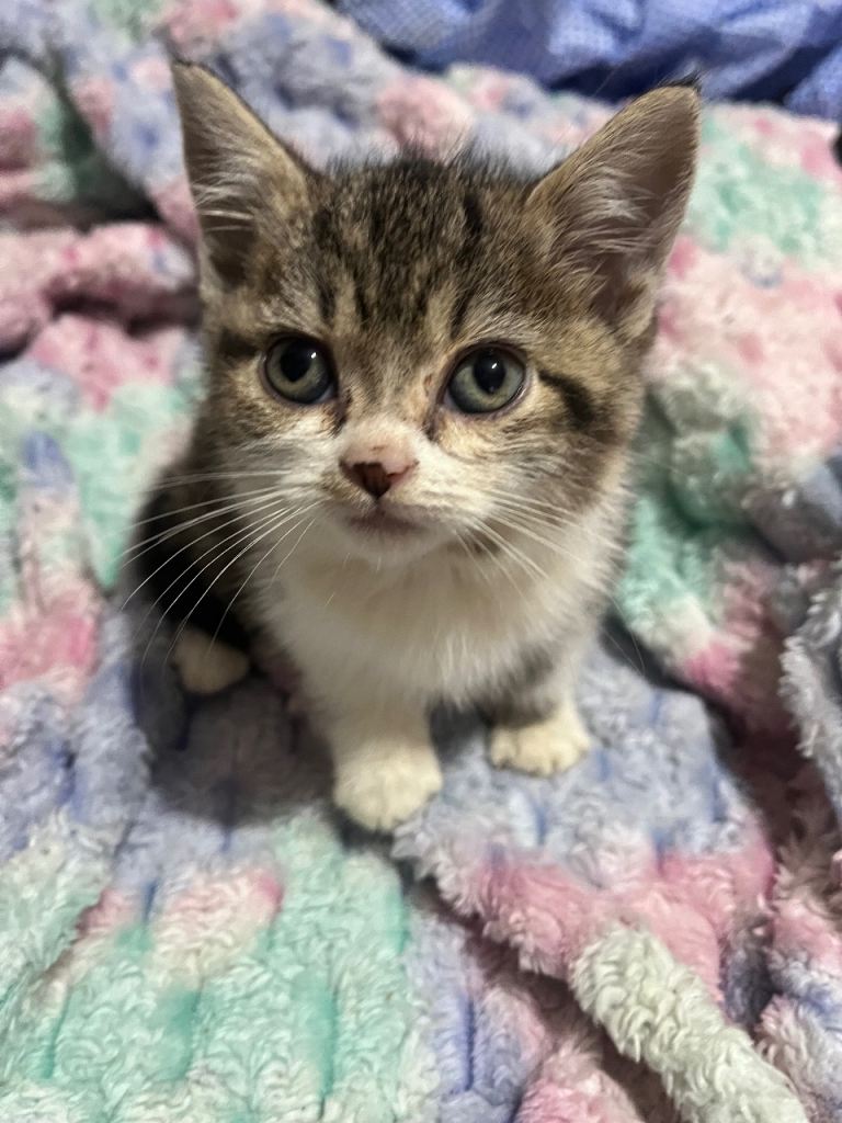 kittens for sale
