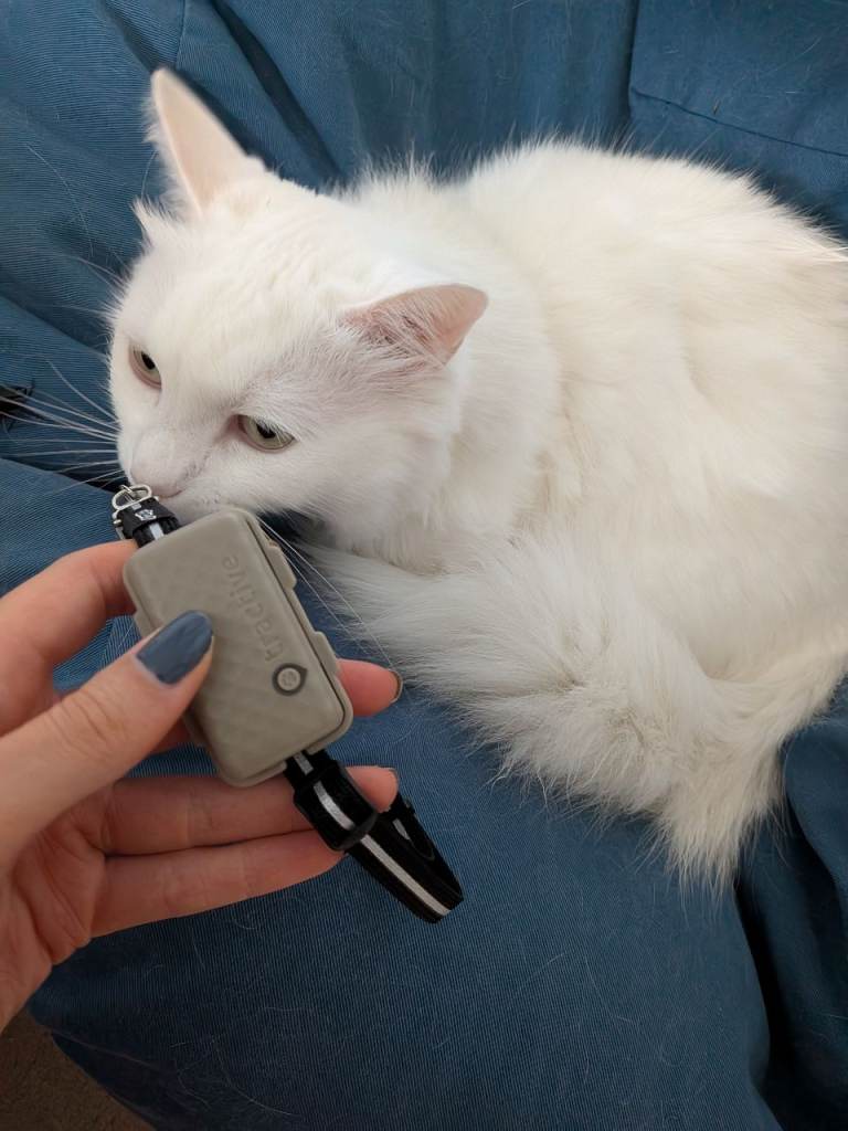 Cat tracking collar Tractive