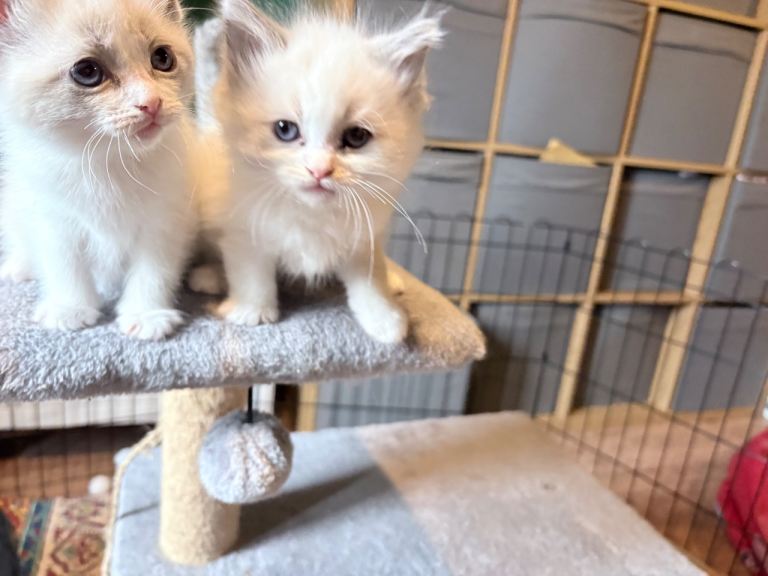 Ragdoll / Maine Coon kittens 