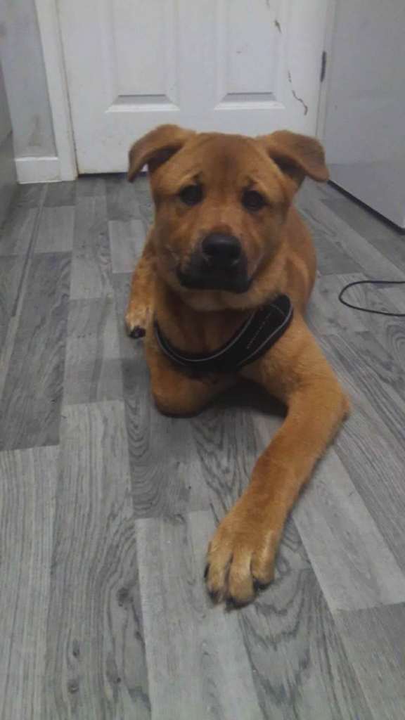 German Shepherd X (jindo)6 month old puppy
