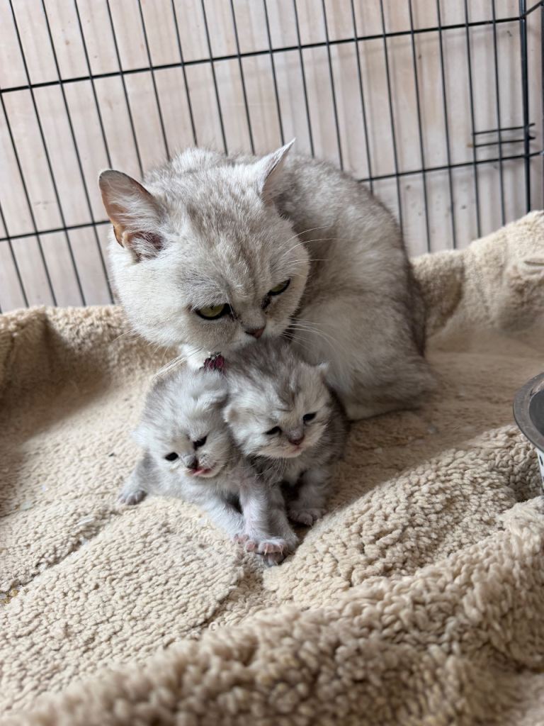 PEDIGREE Silver snow British shorthair kittens 