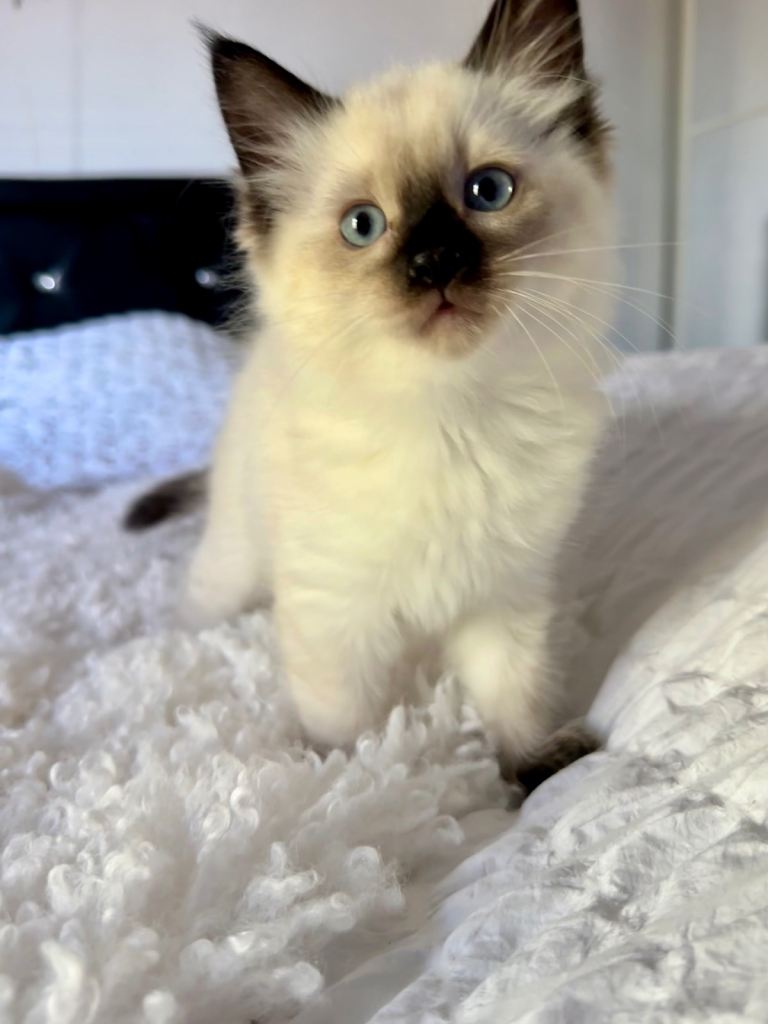 Ragdoll kitten cat 🐈‍⬛ 