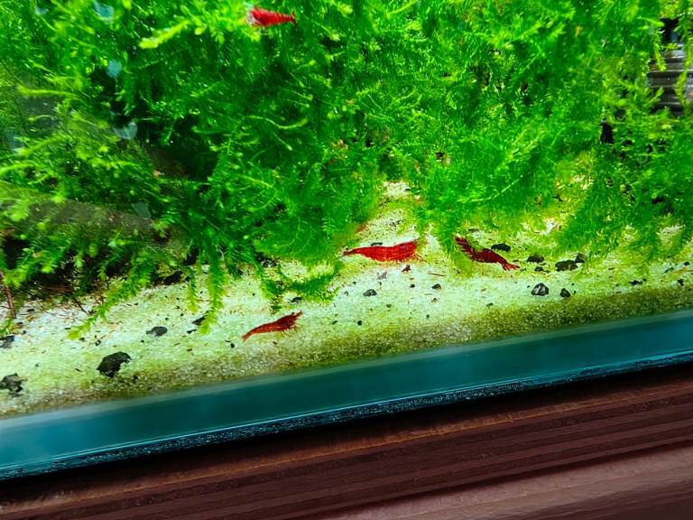 Red Cherry Shrimp Good Quality Grade Aquarium Fish Neocaridina