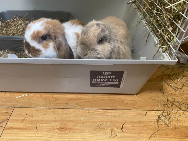 🐰 Pair of Mini Lop Rabbits with Full Setup for Sale 🐰