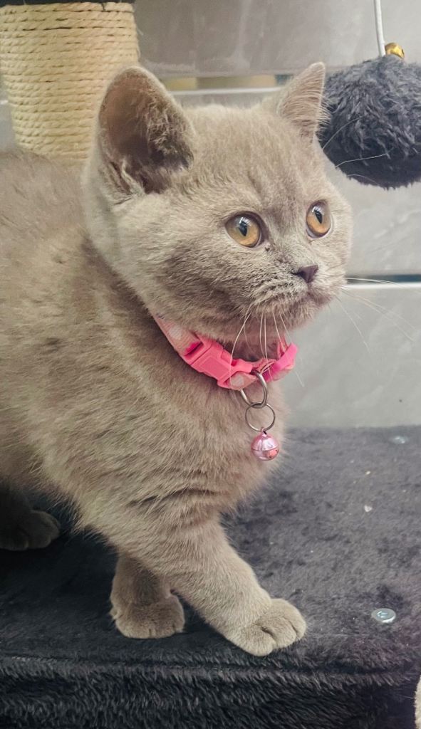 LAST RARE Fawn Lilac British Shorthair Kitten 10 Weeks Old!