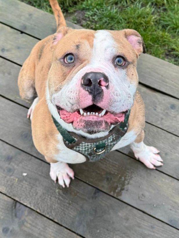 British bull dog cross American bulldog