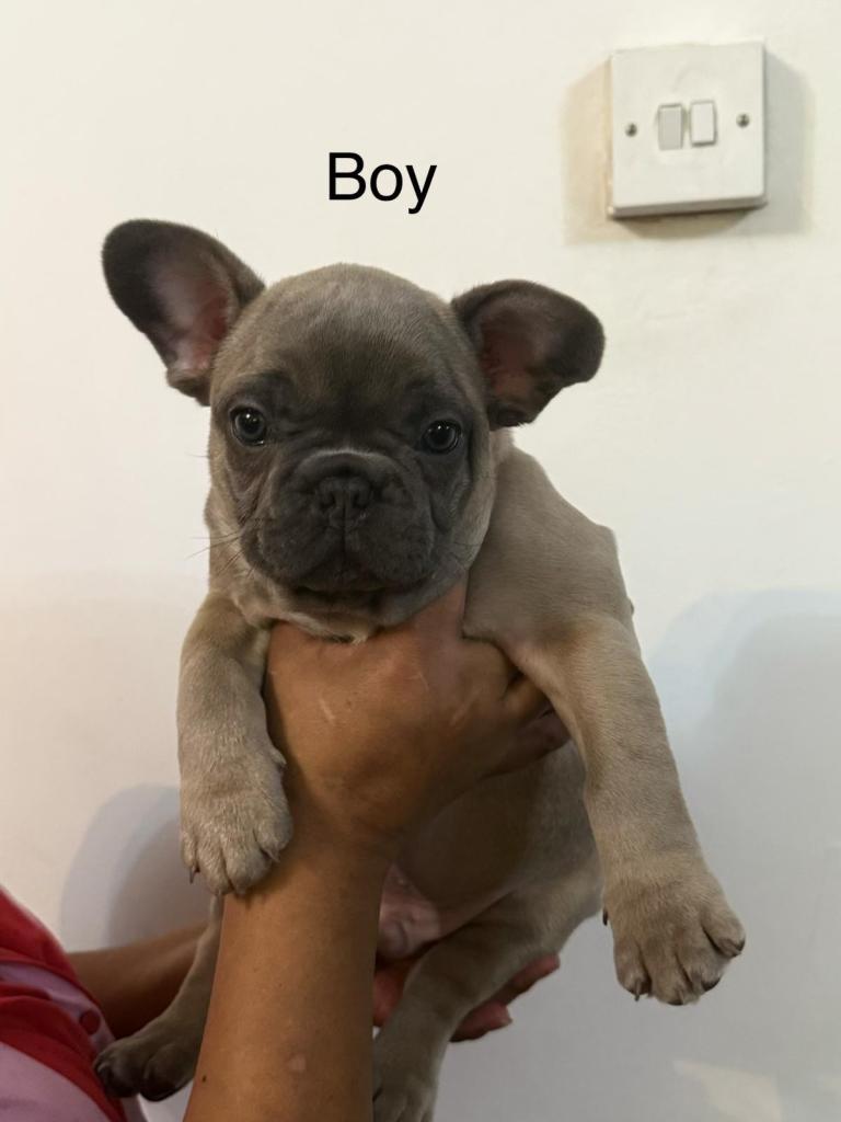 🐾🐾French bulldogs puppies🐾🐾