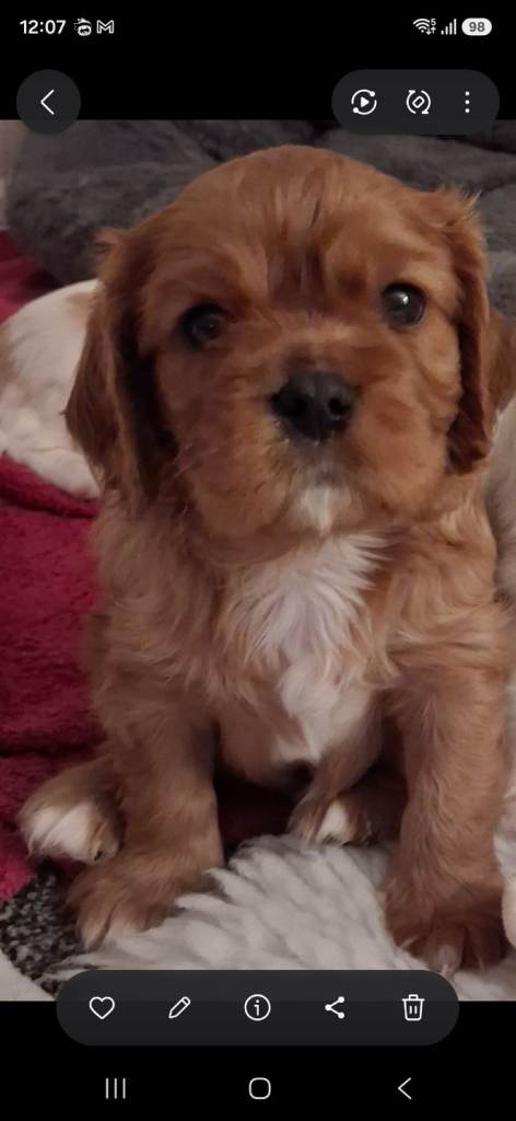 Cavalier king charles 