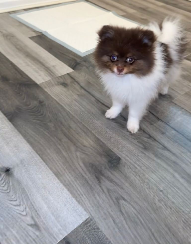 Stunning Quality Pomeranian Boy