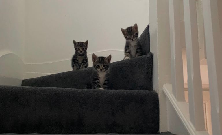4 kittens 