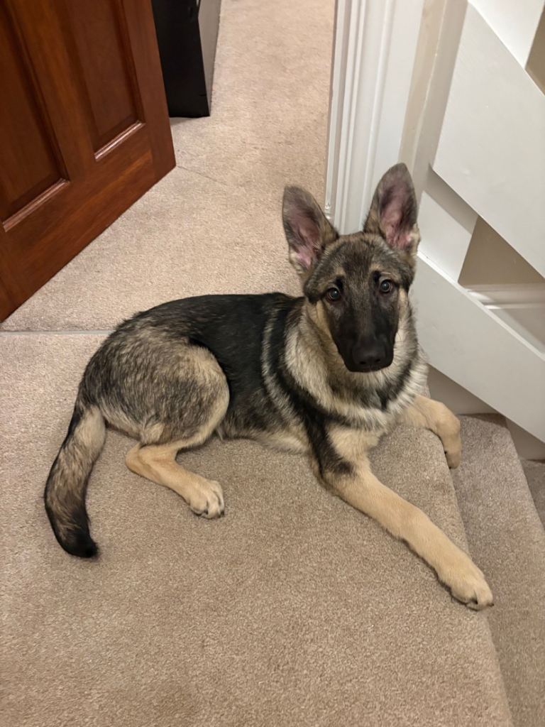 5 month old female German shepherd 