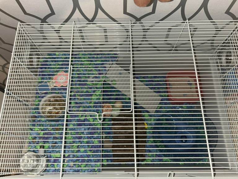 Hamster cage and accessories 