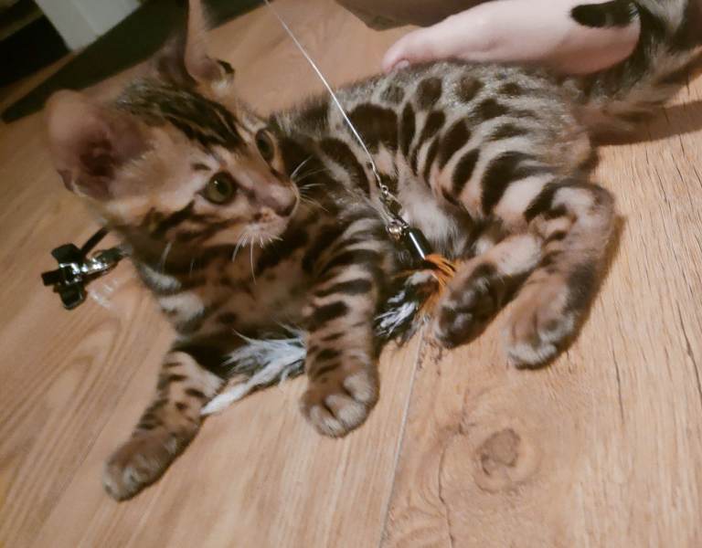 Bengal kittens