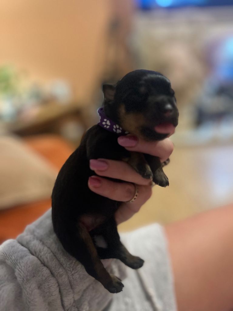 Champion bloodline Rottweiler puppies