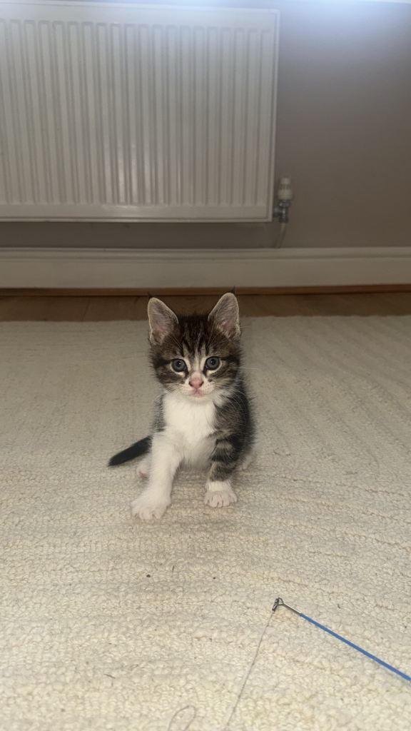 Mixed Maincoon kittens 