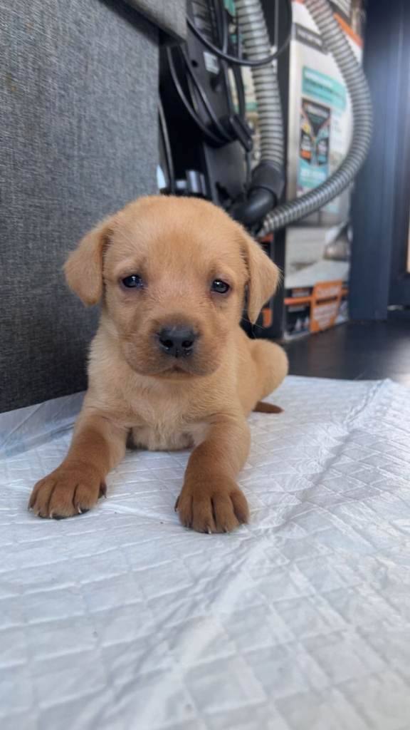 Labrador puppies