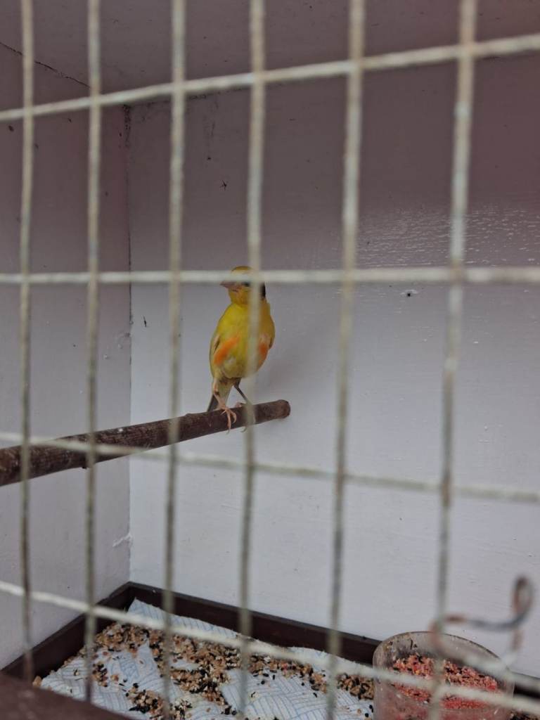 Irish Fancy Canaries