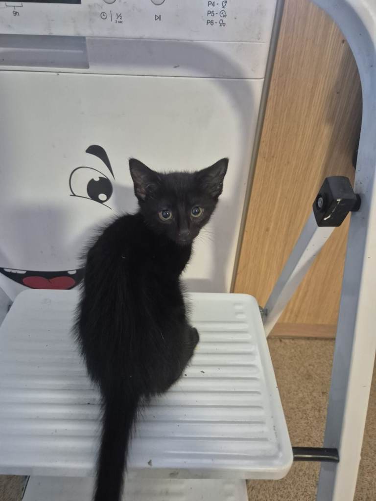 Kitten
