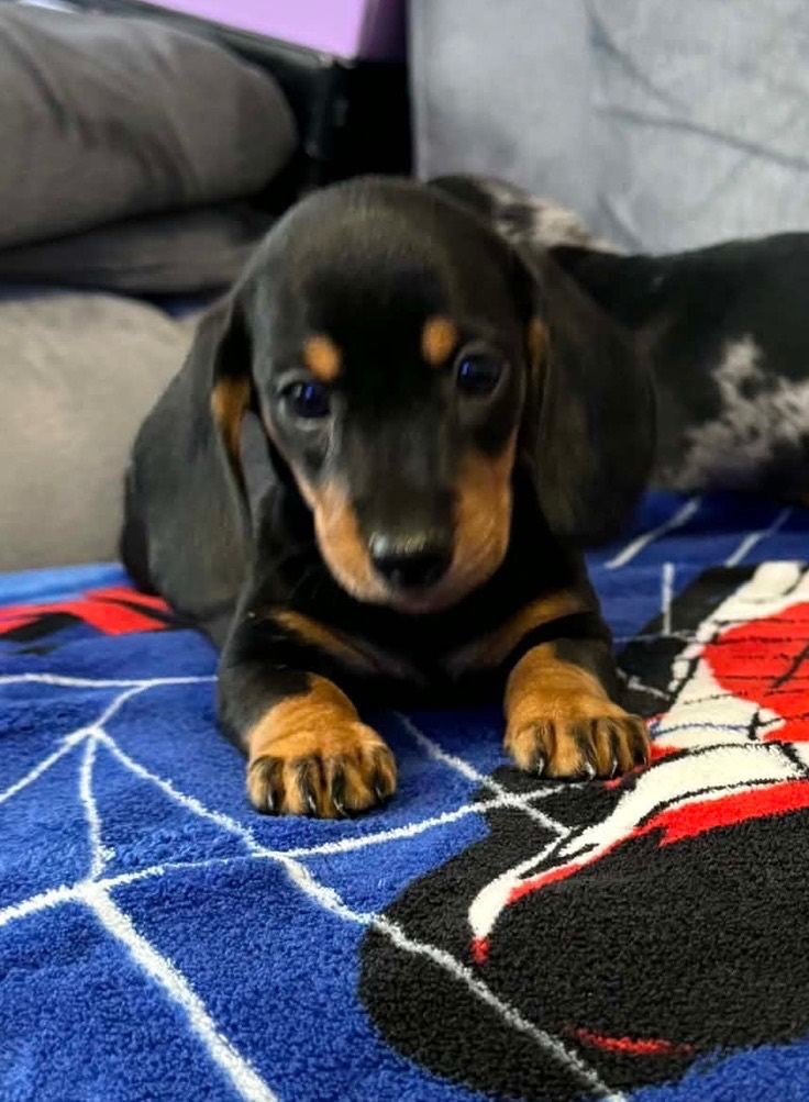 Miniature dachshund puppies!!