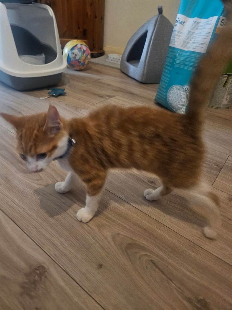 Domestic shorthair