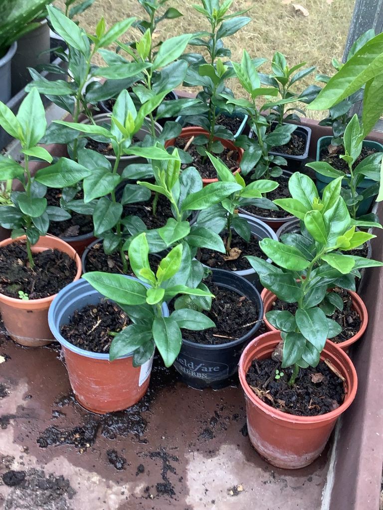 Plants Evergreen and very fragrant