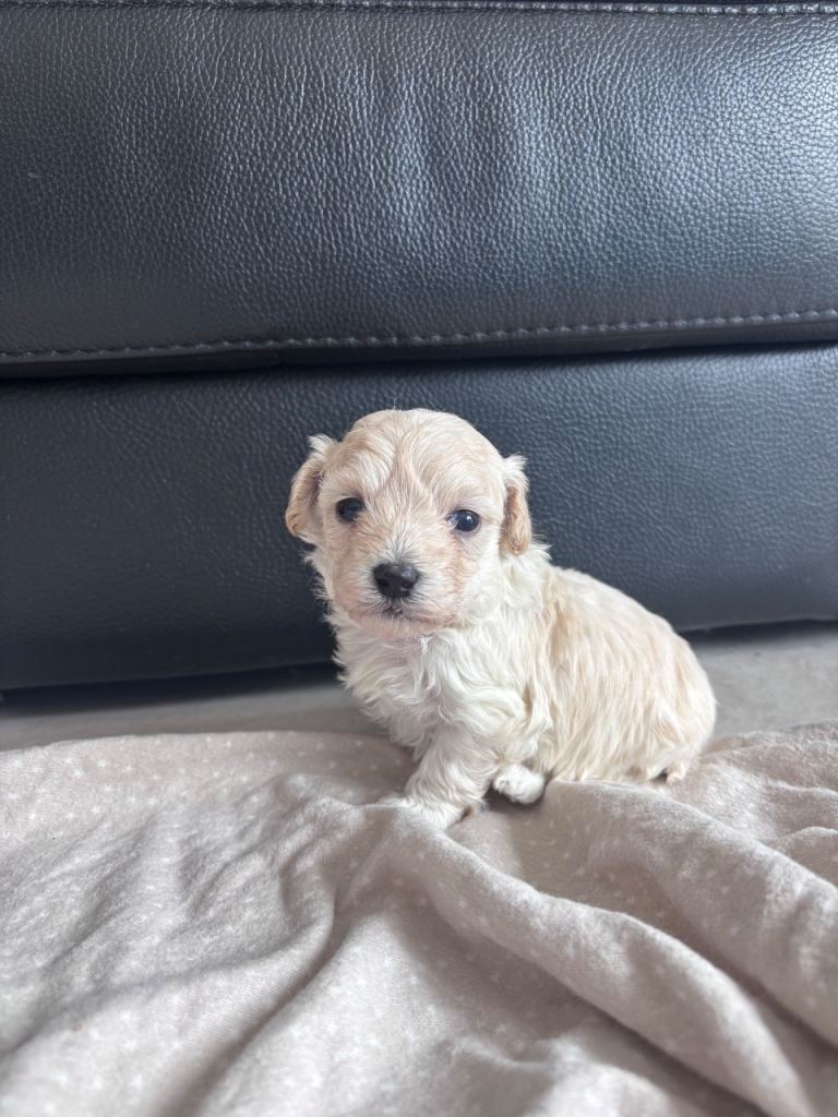 Health tested maltipoo puppies 