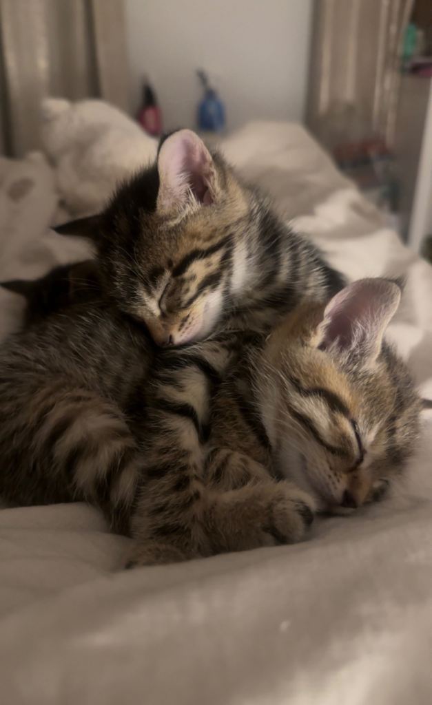 British Blue Tabby X Domestic Short Hair Kittens For Sale