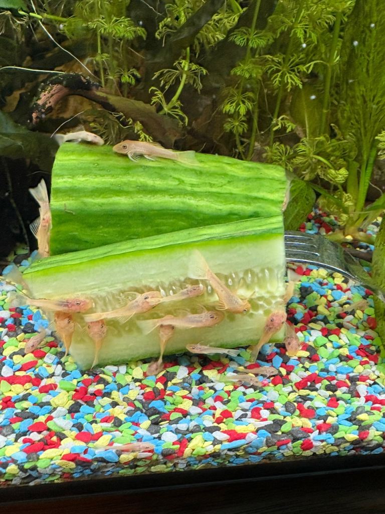 Blue Eye Lemon Bristlenose Pleco