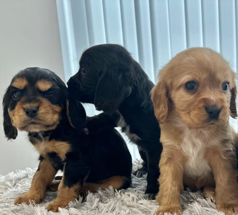 Cavalier King Charles Mix) Cockalier, black & tan 