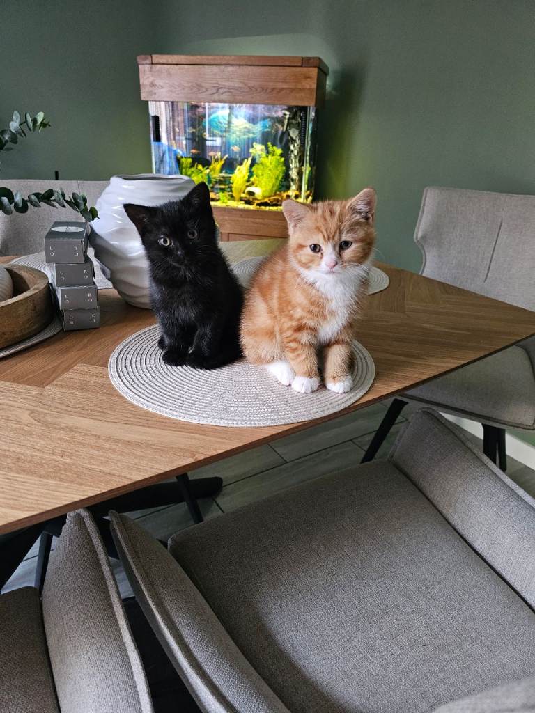 Kittens for sale