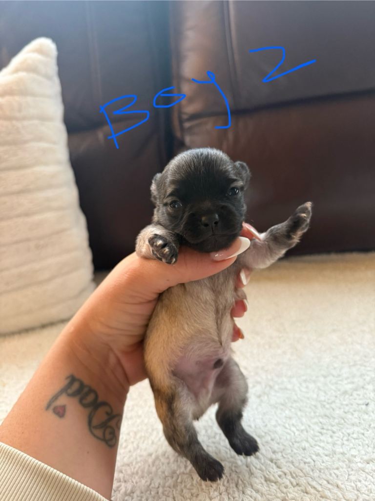 Chihuahua puppy’s 🐶 